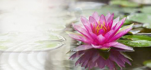 Pink lotus on water